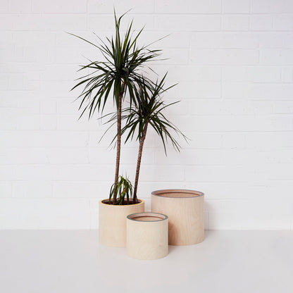 Three curve plywood and birch veneer plant pot covers from Lozi in all three available sizes, one with a palm tree